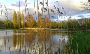 IF Lente 001