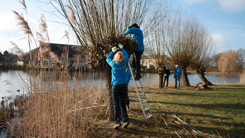 Wilgen knotten 9 maart 2018