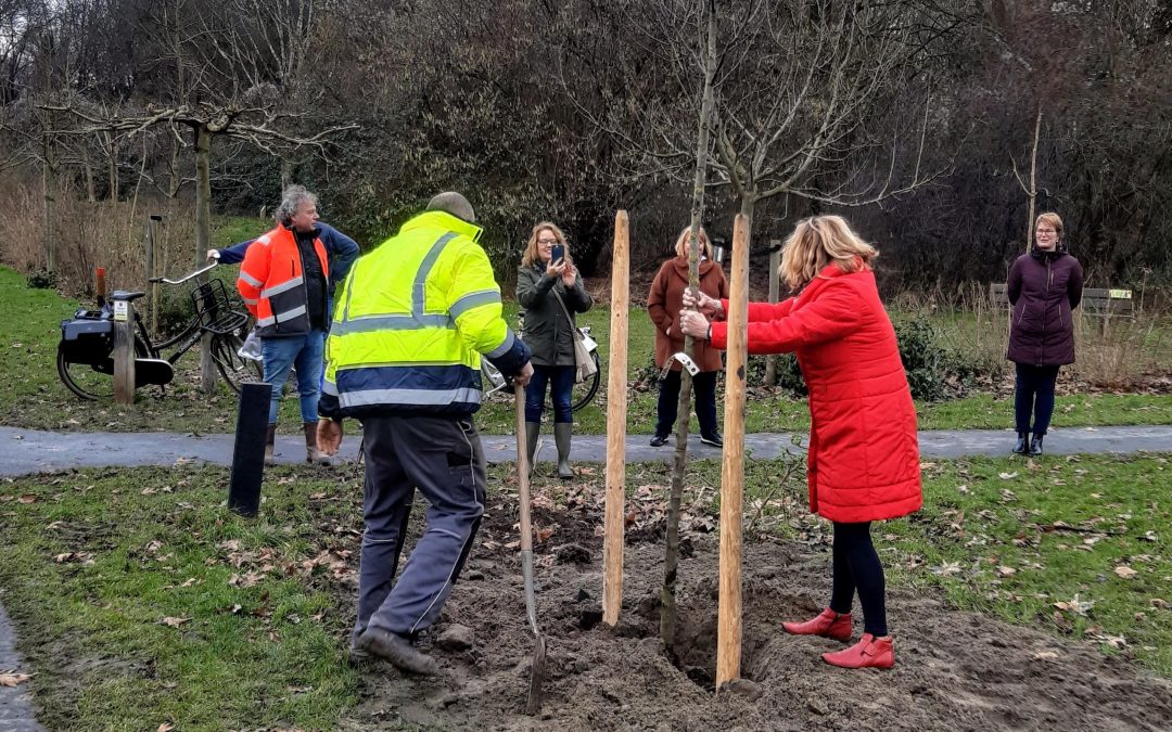 Nieuwe bomen geplant