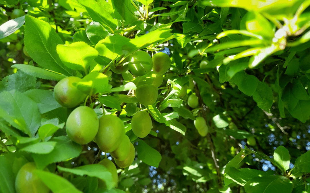 Pruimpjes