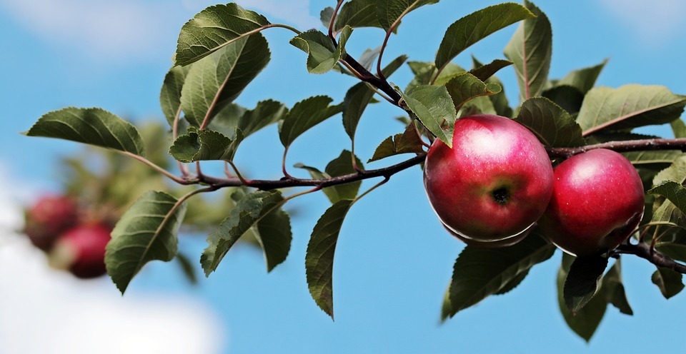 Fruitbomen